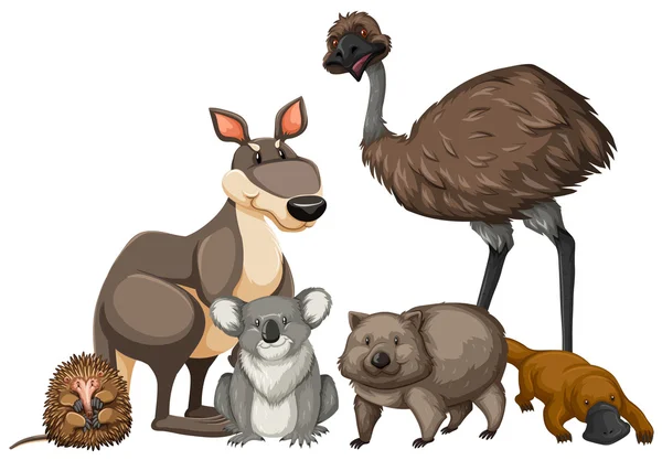 Wilde dieren uit Australië — Stockvector