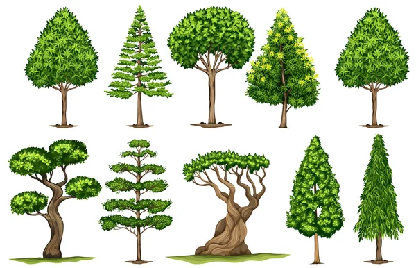 Różne rodzaje drzew — Wektor stockowy