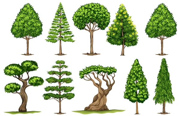 Diferentes tipos de árboles — Archivo Imágenes Vectoriales