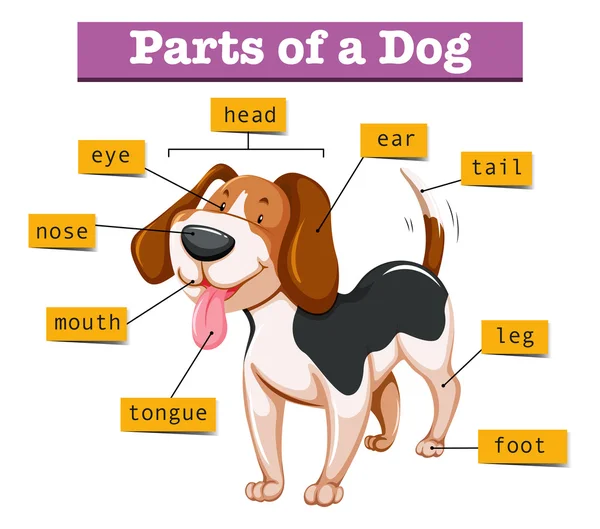 Діаграма, що показує частини собаки — стоковий вектор