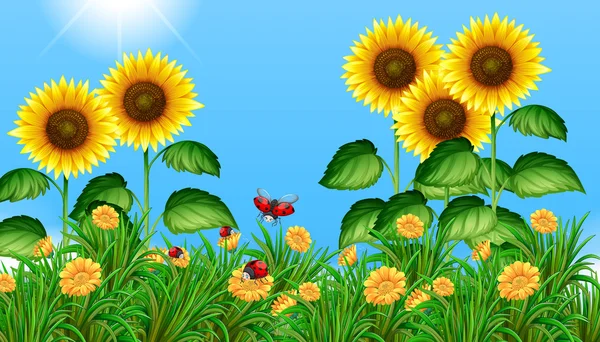 Sonnenblumenfeld mit fliegenden Marienkäfern — Stockvektor