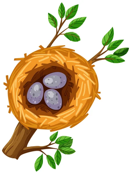 Vejce v ptačí hnízdo — Stockový vektor
