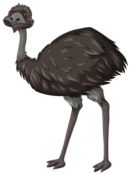 EMU vogel op witte achtergrond — Stockvector