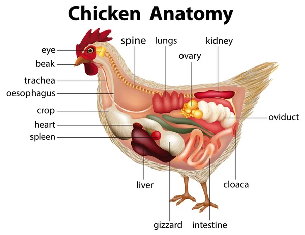 Diagrama que muestra la anatomía del pollo — Vector de stock