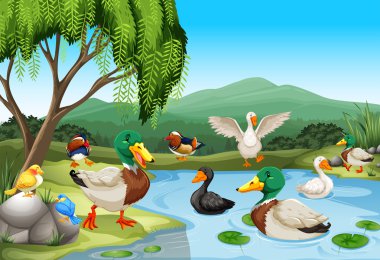 Park sahne ile lots-in ördek ve kuşlar