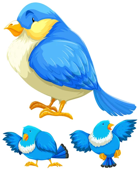 Blauwe vogel in drie verschillende acties — Stockvector