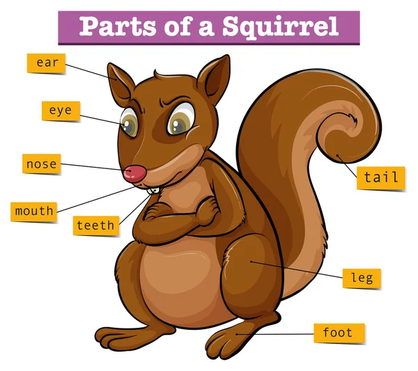 Diagramme montrant différentes parties de l'écureuil — Image vectorielle