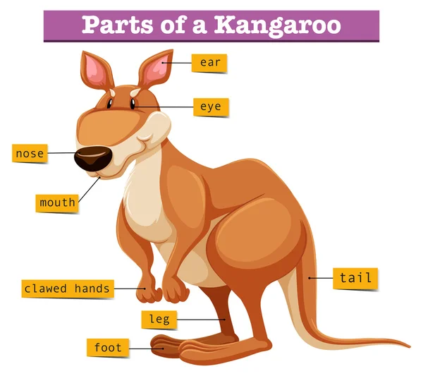 Schemat przedstawiający różne części kangur — Wektor stockowy