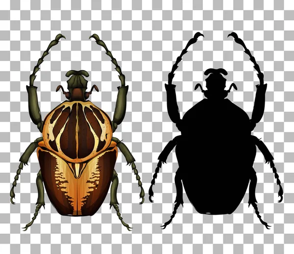 Beetle Transparent Background Illustration — Stock Vector