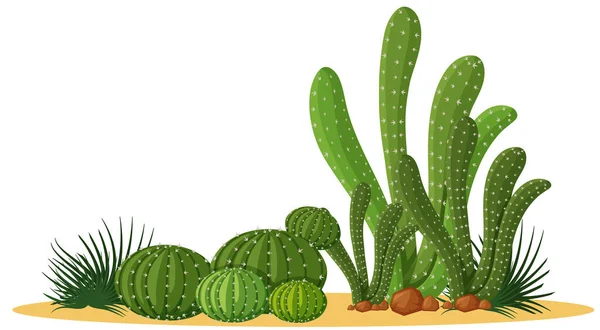 Különböző Formájú Kaktuszok Csoportos Illusztrációban — Stock Vector