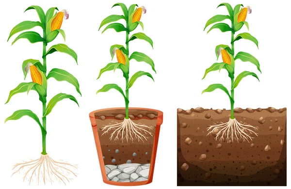 Set Plante Porumb Rădăcini Izolate Fundal Alb Ilustrație — Vector de stoc