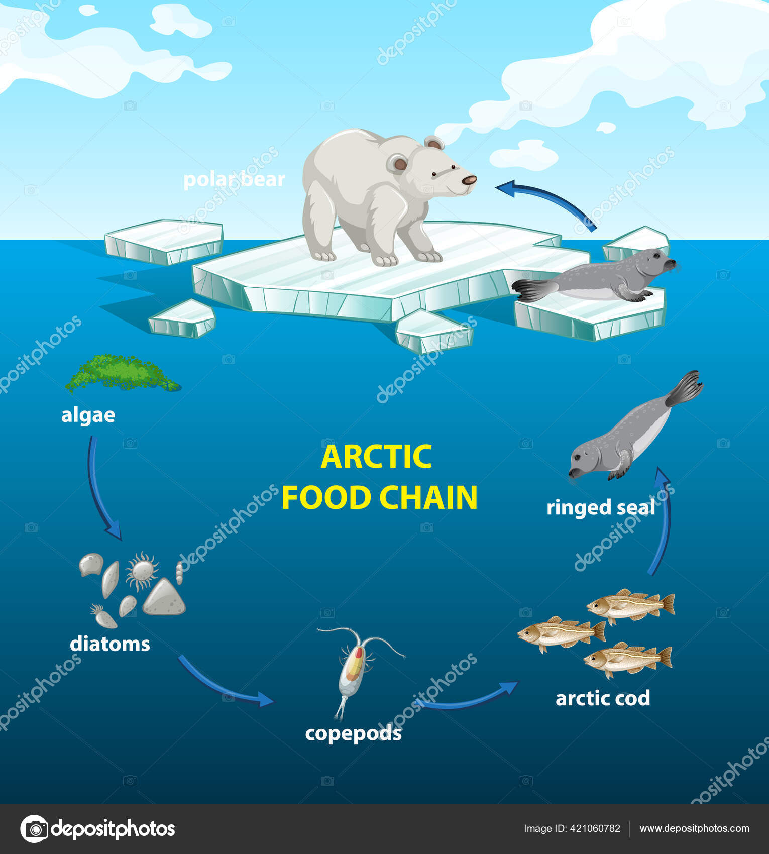 Схема питания арктической. Пищевая цепочка Арктики. Пищевая цепь Арктики. Пищевая цепь арктических животных. Цепь питания на севере.