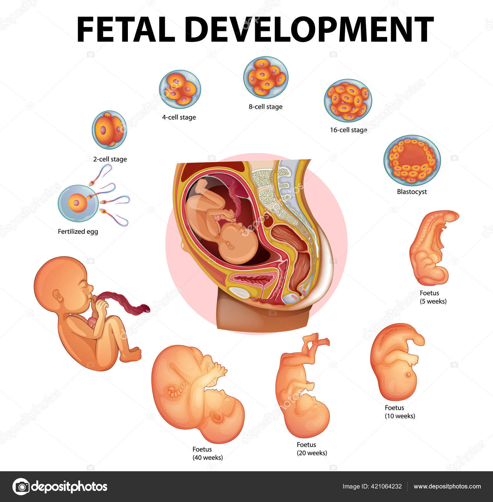 InfografíaMSP 🔬 El sistema reproductor masculino no solo permite la  reproducción, también es clave para la producción hormonal que regula  múltiples funciones del cuerpo. Desde el hipotálamo hasta el pene, cada  estructura, image size:1600x1632