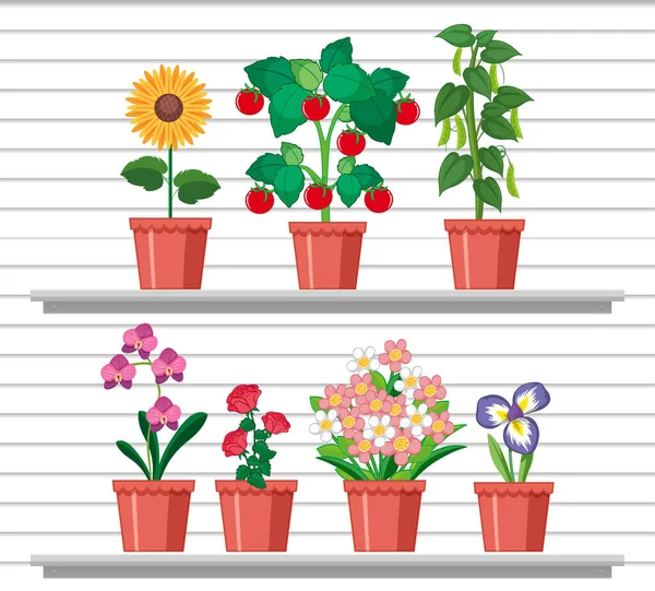 Set Plant Shelves Illustration — Stock Vector