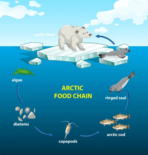 Cerchio Illustrazione Della Catena Alimentare Artica — Vettoriale Stock