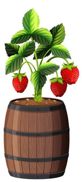 Plante Fraises Dans Pot Bois Isolé Sur Fond Blanc Illustration — Image vectorielle