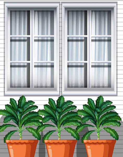 Drei Culantro Pflanzen Töpfen Auf Fensterhintergrund Illustration — Stockvektor