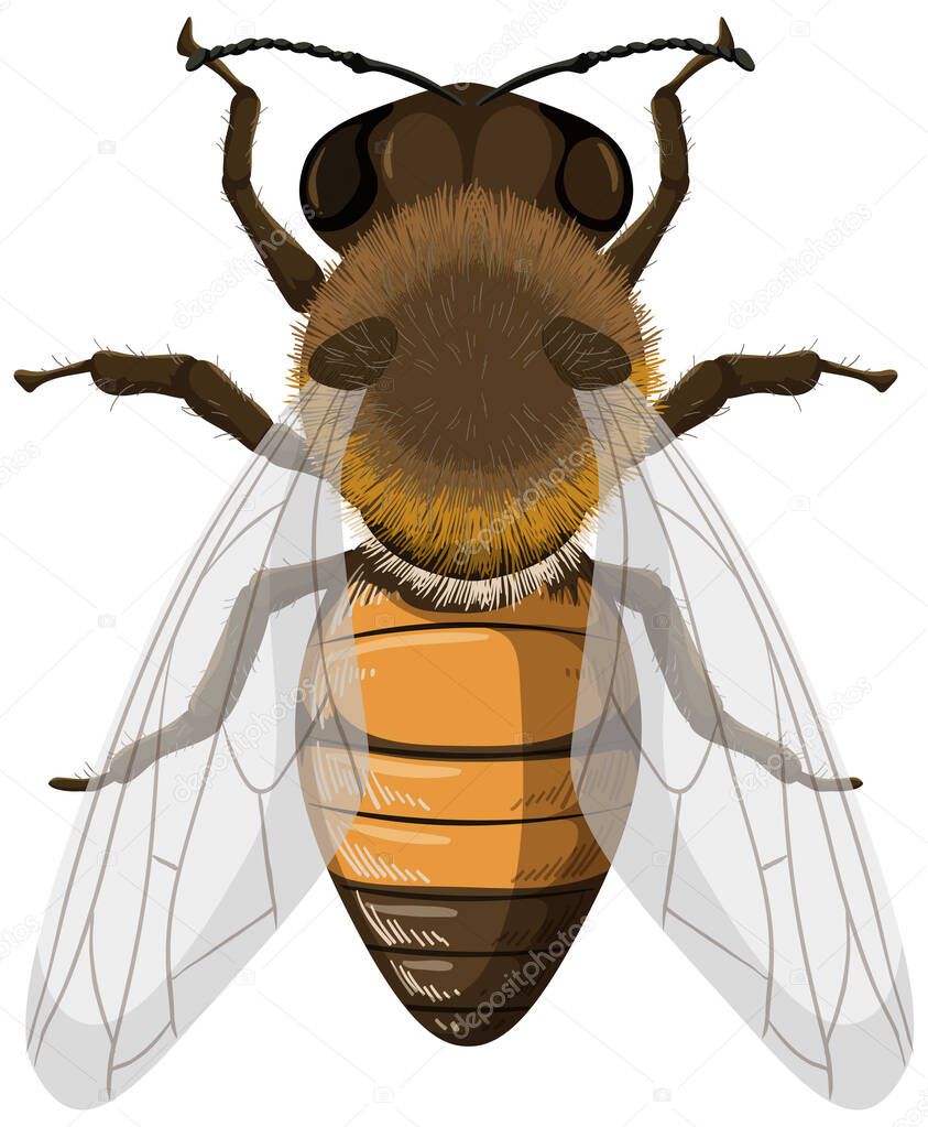 Honey bee isolated on white background illustration