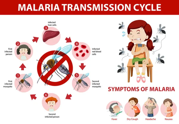 Κύκλος Μετάδοσης Ελονοσίας Και Πληροφορίες Συμπτωμάτων Infographic Εικονογράφηση — Διανυσματικό Αρχείο