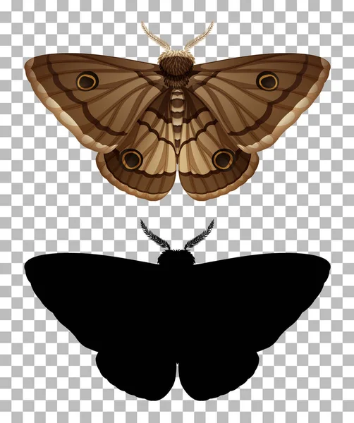 Moth Och Dess Siluett Transparent Bakgrund Illustration — Stock vektor