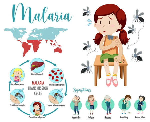 Malaria Übertragungszyklus Und Symptominformationen — Stockvektor