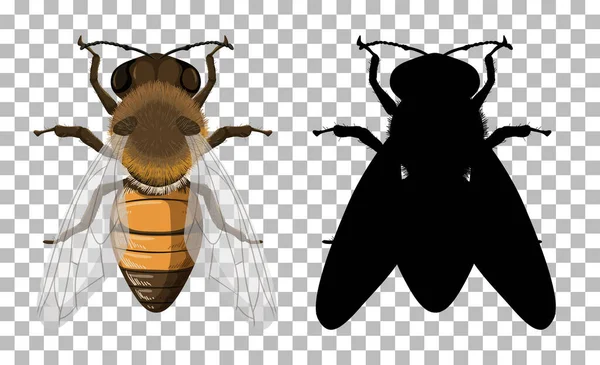 Abeja Miel Con Silueta Sobre Fondo Transparente Ilustración — Vector de stock