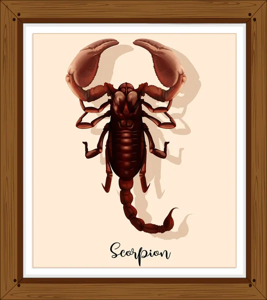 Scorpion Wooden Frame Illustration — Stock Vector