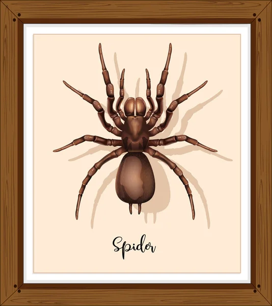 Spider Wwoden Frame Illustration — Stock Vector