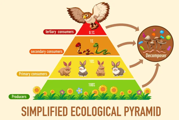 Illustrazione Semplificata Della Piramide Ecologica Scientifica — Vettoriale Stock