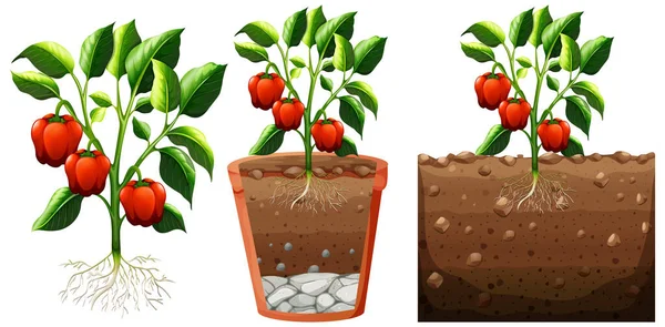 白背景图上分离出一组根系的铃铛胡椒植物 — 图库矢量图片