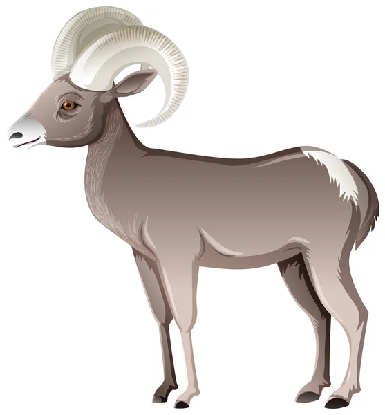 Oveja Bighorn Del Desierto Aislada Sobre Fondo Blanco Ilustración — Vector de stock