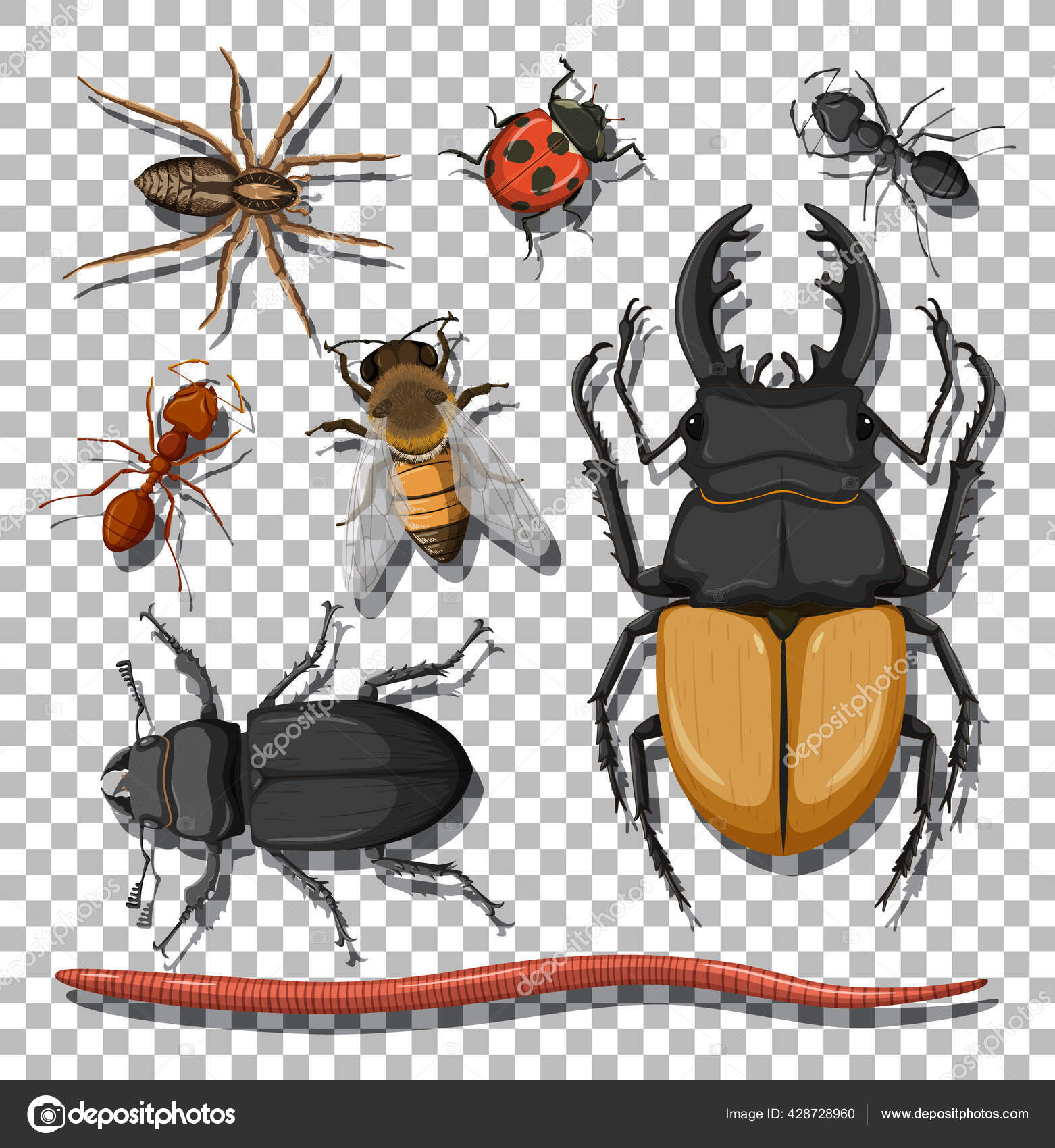 Set Different Insects Transparent Background Illustration Stock ...