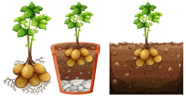 Kökleri beyaz arkaplanda izole edilmiş patates bitkisi seti