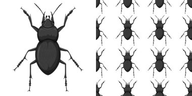 Carabidae beyaz arka planda izole ve Carabidae pürüzsüz illüstrasyon