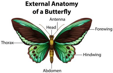 Beyaz arkaplan illüstrasyonunda Kelebeğin Dış Anatomisi