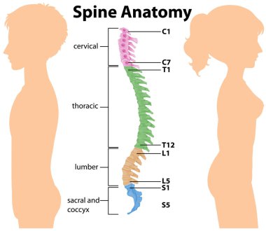 Omurga ya da omurga eğrilerinin anatomisi bilgi resimlemesi