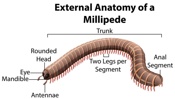 Externe Anatomie Eines Tausendfüßlers Auf Weißem Hintergrund — Stockvektor