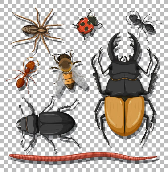 Conjunto Diferentes Insectos Sobre Fondo Transparente Ilustración — Vector de stock