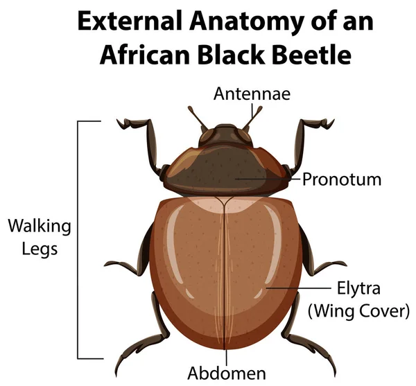 Externí Anatomie Afrického Černého Brouka Bílém Pozadí Ilustrace — Stockový vektor