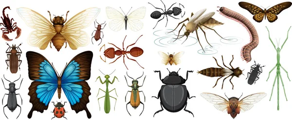 Different Insects Collection Isolated White Background Illustration — Stock Vector