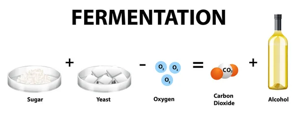 Alcoholic Fermentation Chemical Equation Illustration — Stock Vector