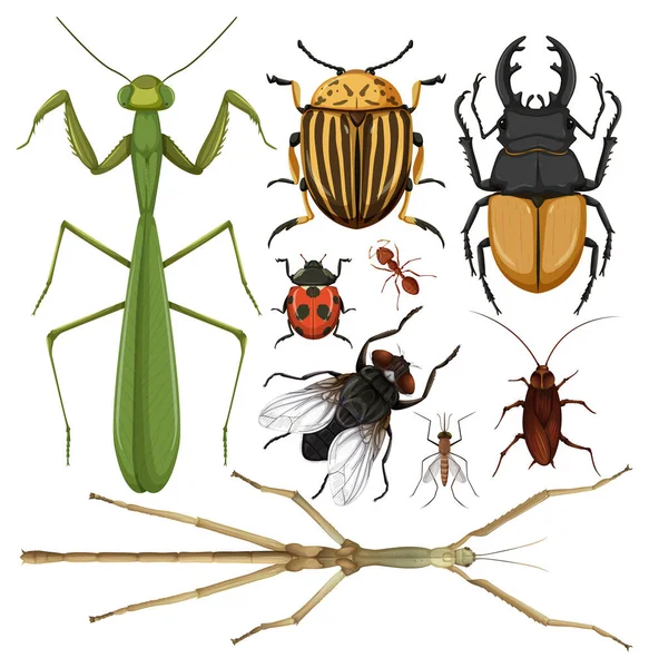 Set Van Verschillende Insecten Witte Achtergrond Illustratie — Stockvector