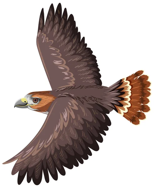 Red Tail Hawk Isoliert Auf Weißem Hintergrund Illustration — Stockvektor