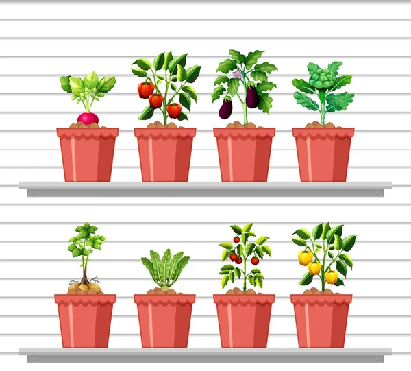 Különböző Zöldségek Készlete Különböző Edényekben Fehér Fali Polcon Illusztráció — Stock Vector