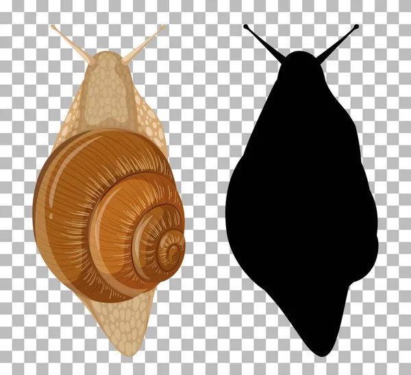 Caracol Con Silueta Sobre Fondo Transparente Ilustración — Vector de stock