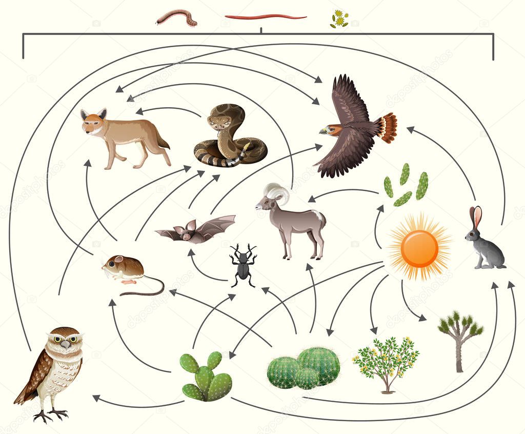 Food chain describes who eats whom in the wild on white background illustration