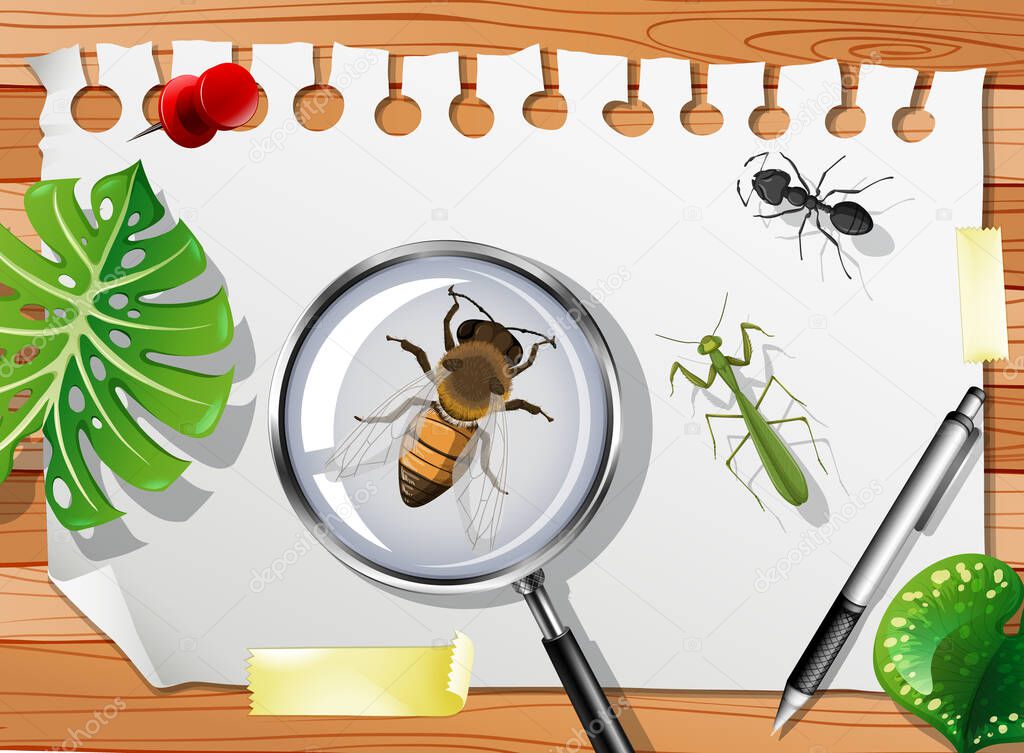 Many different insects on the table close up illustration