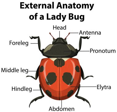 Beyaz arkaplan resimlerinde Lady Bug 'ın Dış Anatomisi