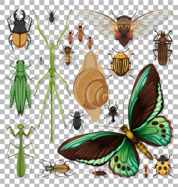 Şeffaf arkaplan illüstrasyonunda farklı böcekler kümesi