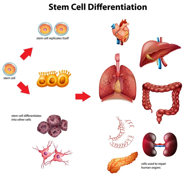 Illustration Diagramme Différenciation Des Cellules Souches — Image vectorielle